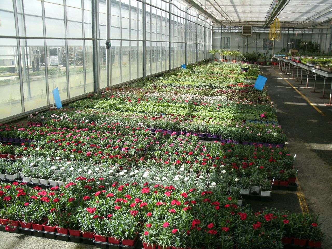 Visite Des Serres Du Val Fleuri cole Sainte Catherine La Planche
